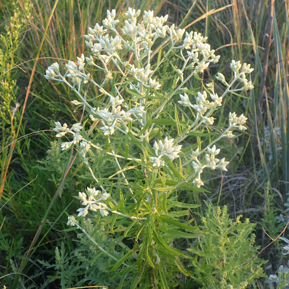 
                  
                    Semences - Gnaphale à feuilles obtuses
                  
                