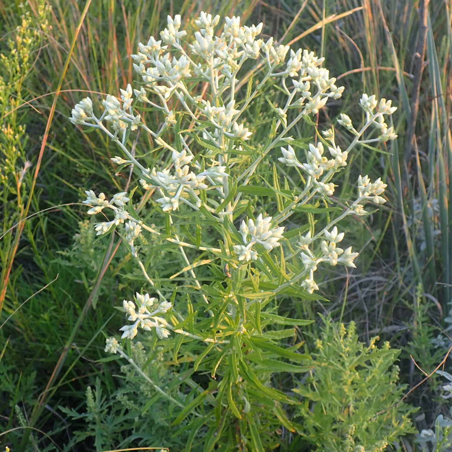
                  
                    Semences - Gnaphale à feuilles obtuses
                  
                