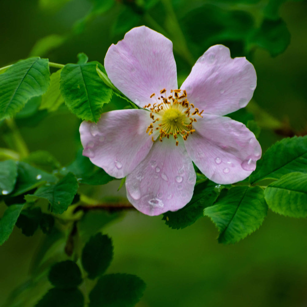 Semences - Rosier inerme