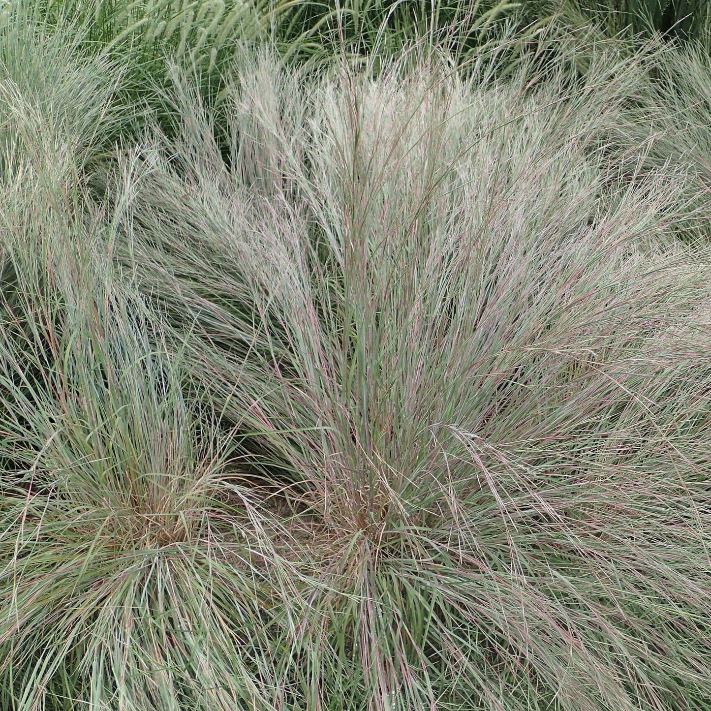 
                  
                    Semences - Barbon à balais
                  
                