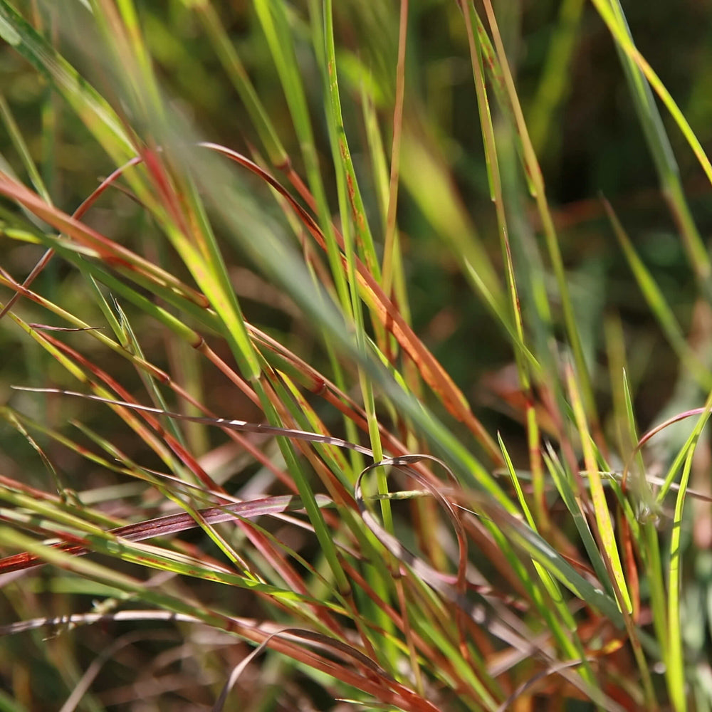 
                  
                    Semences - Barbon à balais
                  
                