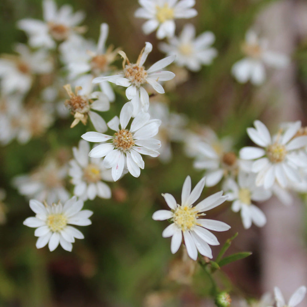 
                  
                    Semences - Verge d'or faux-ptarmica
                  
                