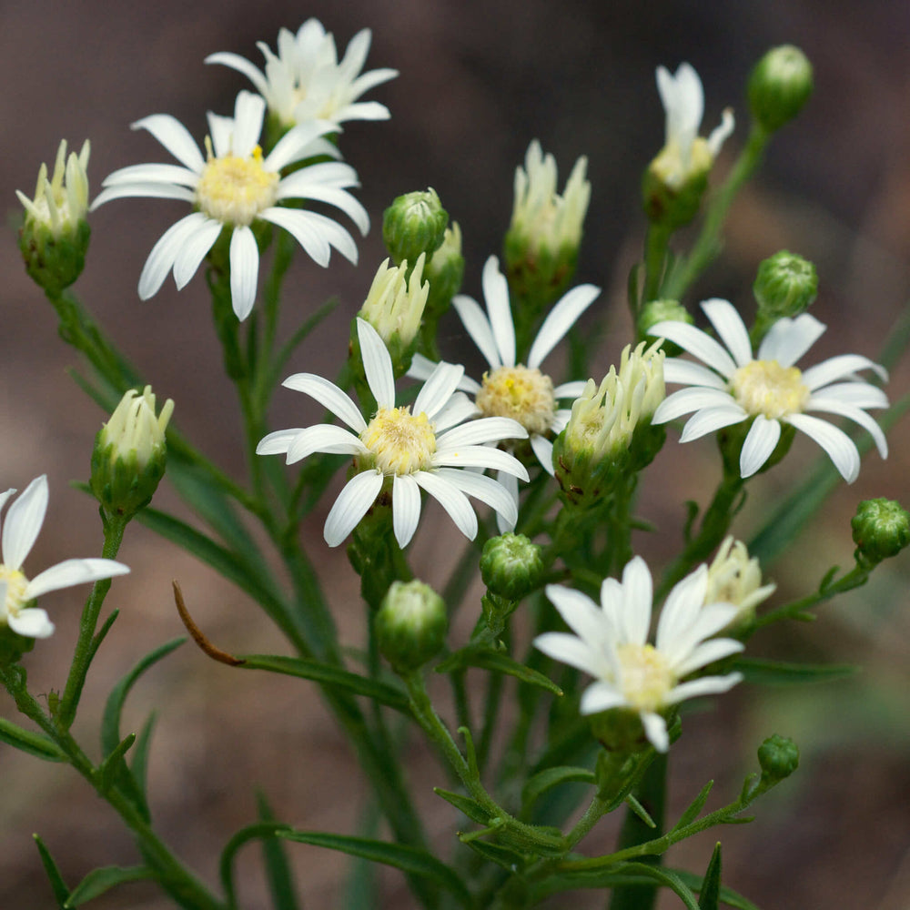 
                  
                    Semences - Verge d'or faux-ptarmica
                  
                