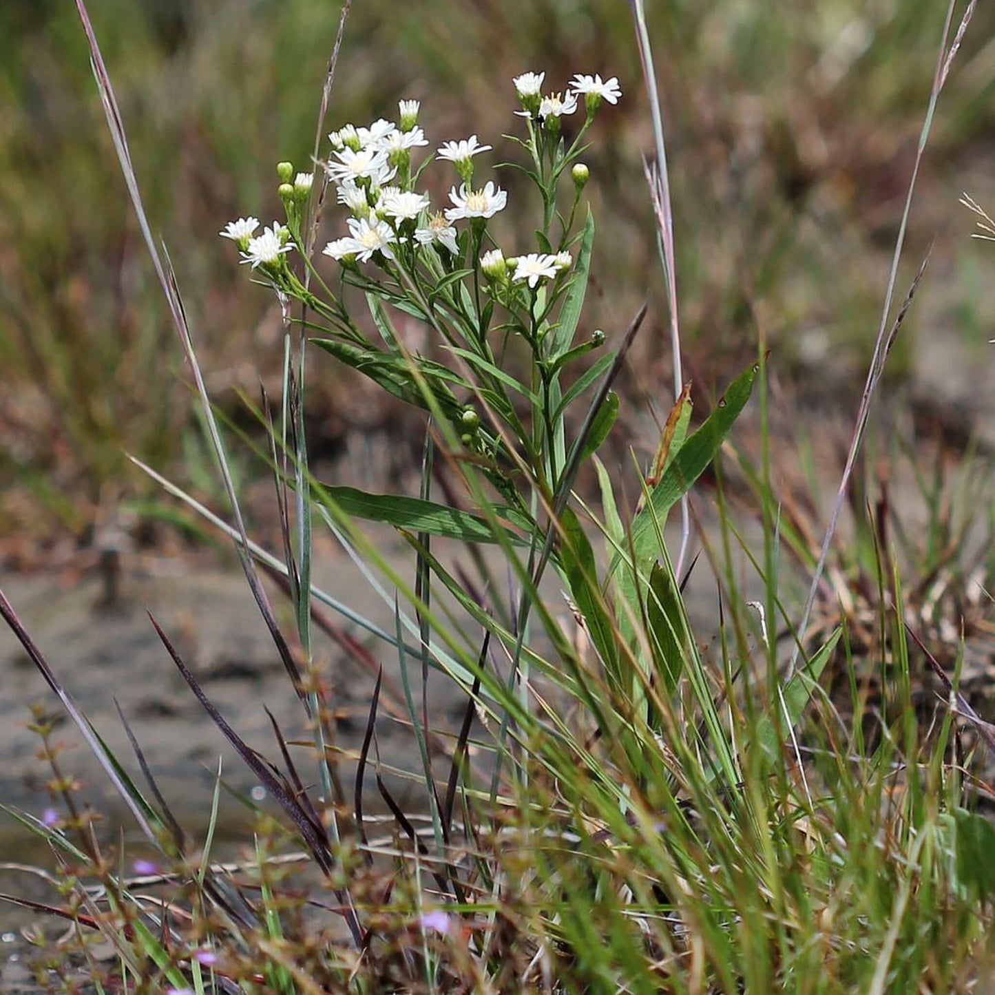 
                  
                    Semences - Verge d'or faux-ptarmica
                  
                