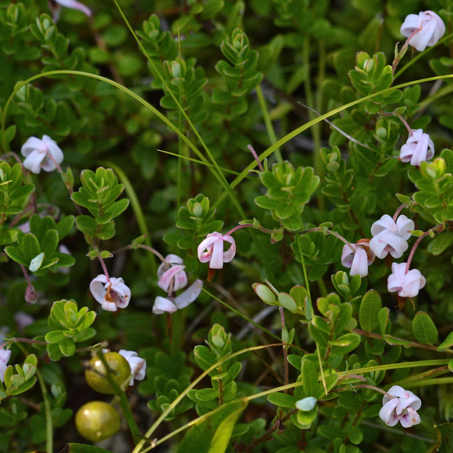 
                  
                    Semences - Canneberge à gros fruits
                  
                