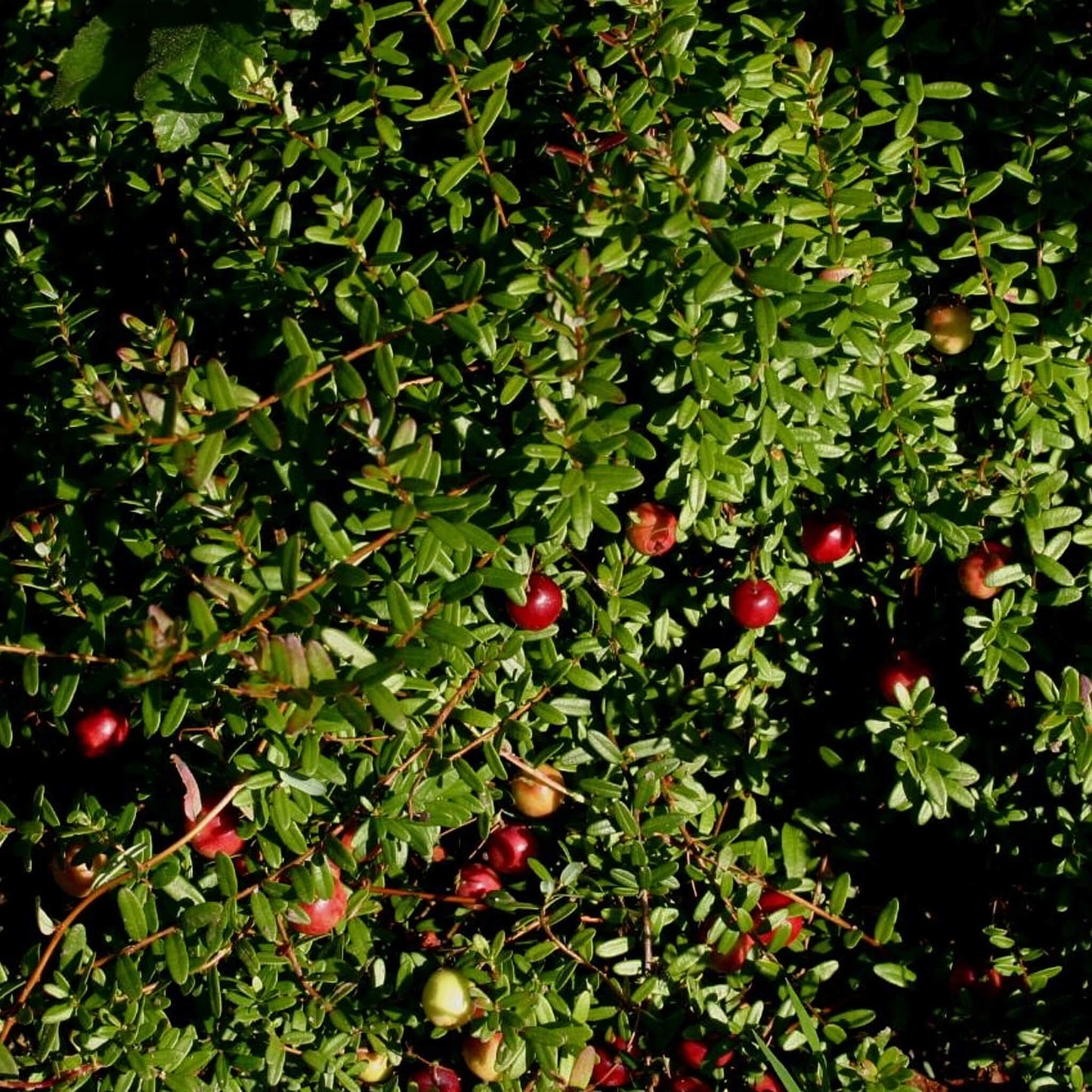 
                  
                    Semences - Canneberge à gros fruits
                  
                