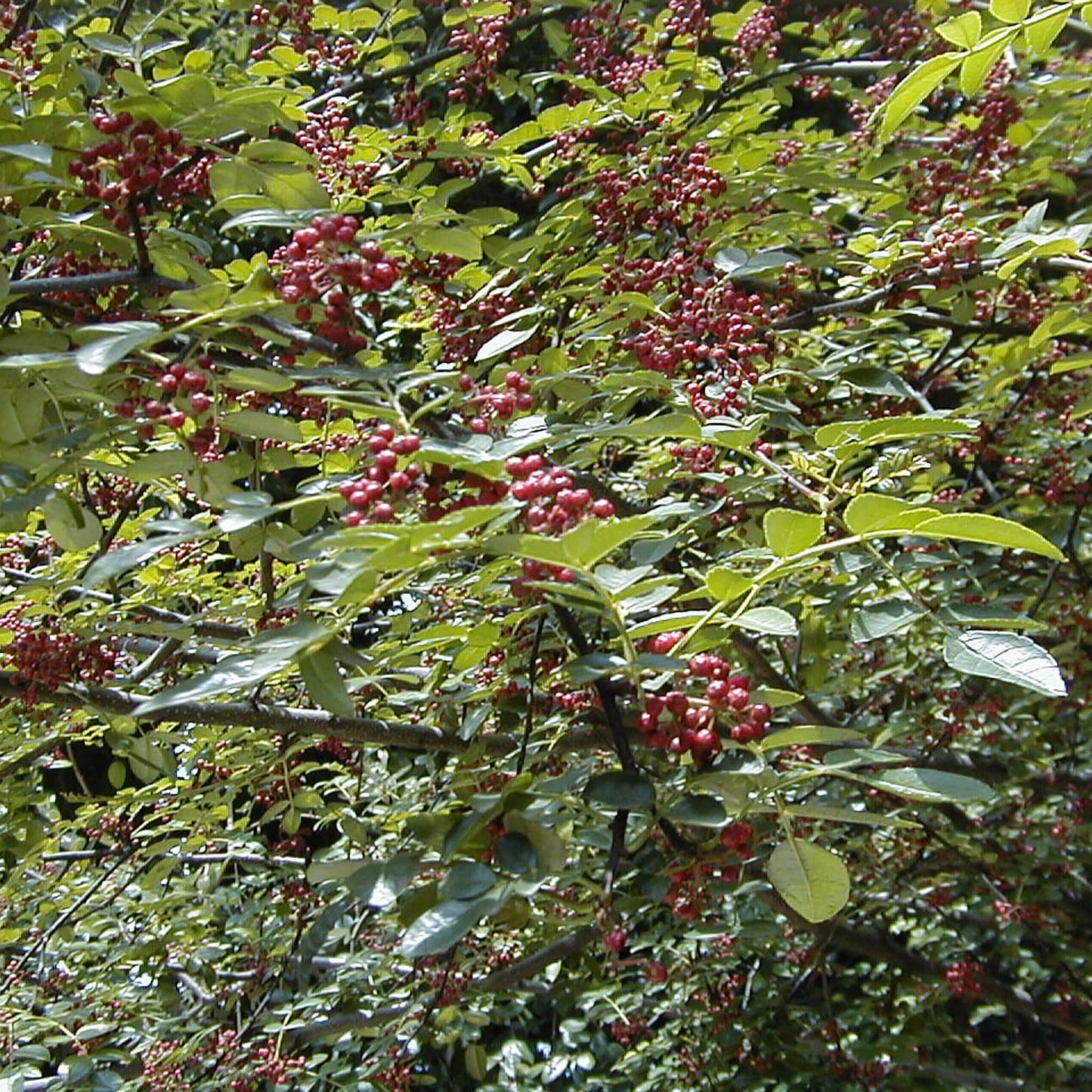 
                  
                    Semences - Clavalier d'Amérique
                  
                