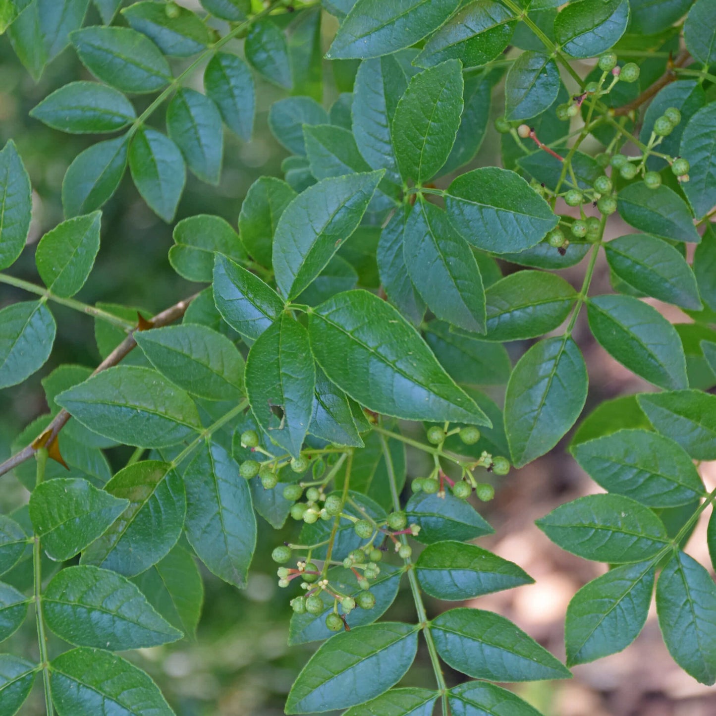 
                  
                    Semences - Clavalier d'Amérique
                  
                