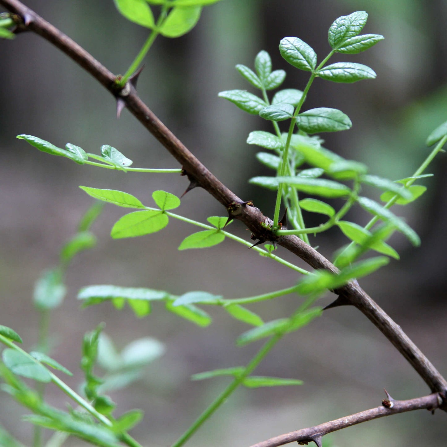 
                  
                    Semences - Clavalier d'Amérique
                  
                