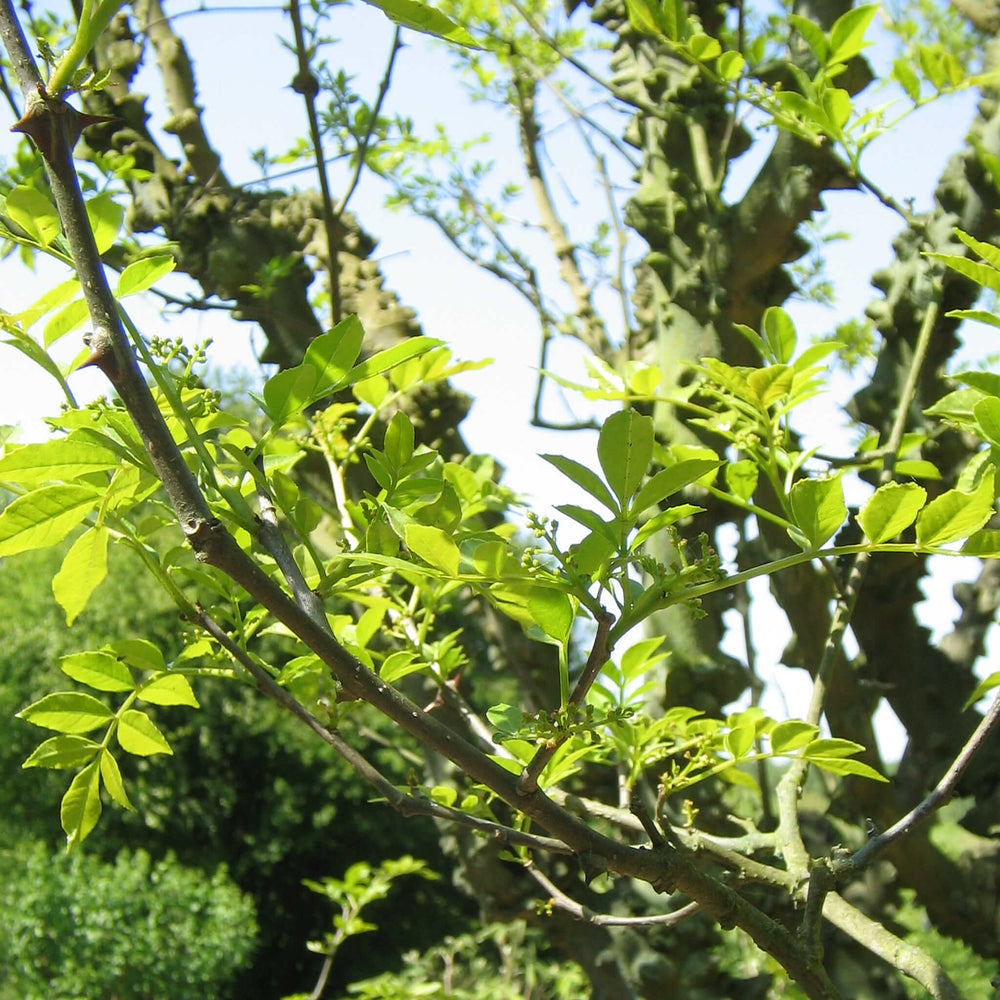 
                  
                    Semences - Clavalier d'Amérique
                  
                