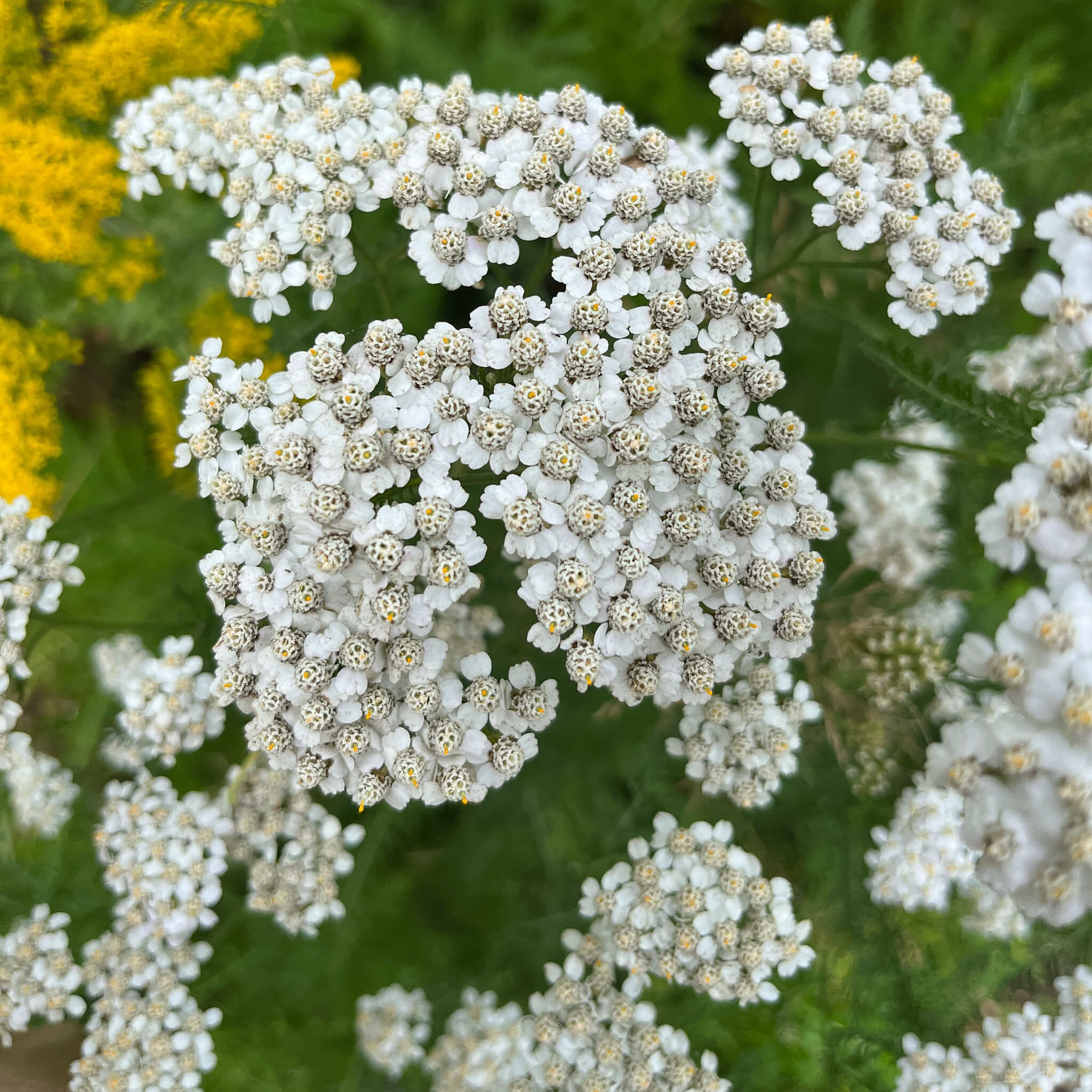 ARABIA エステリ ボタニカ \"Achillea millefolium\" ARABIA エステリ ボタニカ 