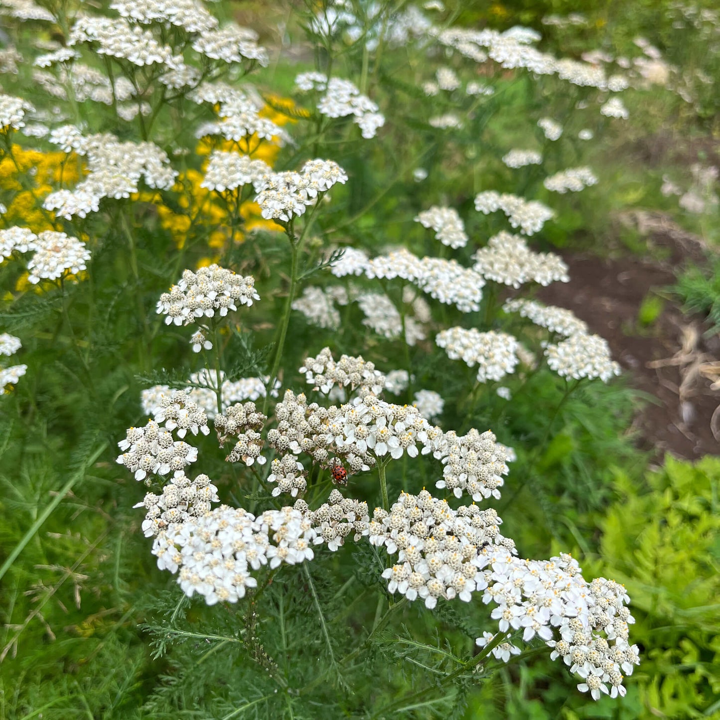 
                  
                    Seeds - Yarrow
                  
                