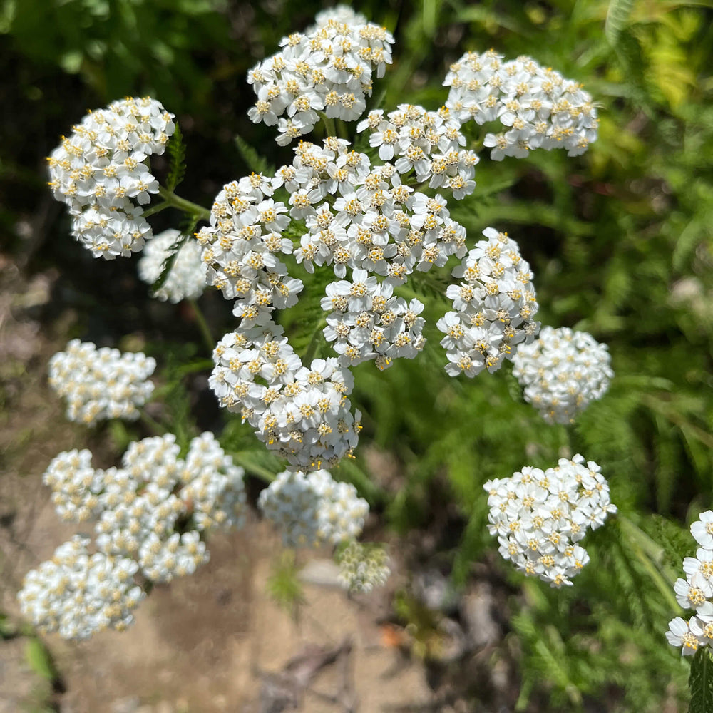 
                  
                    Semences - Achillée millefeuille
                  
                