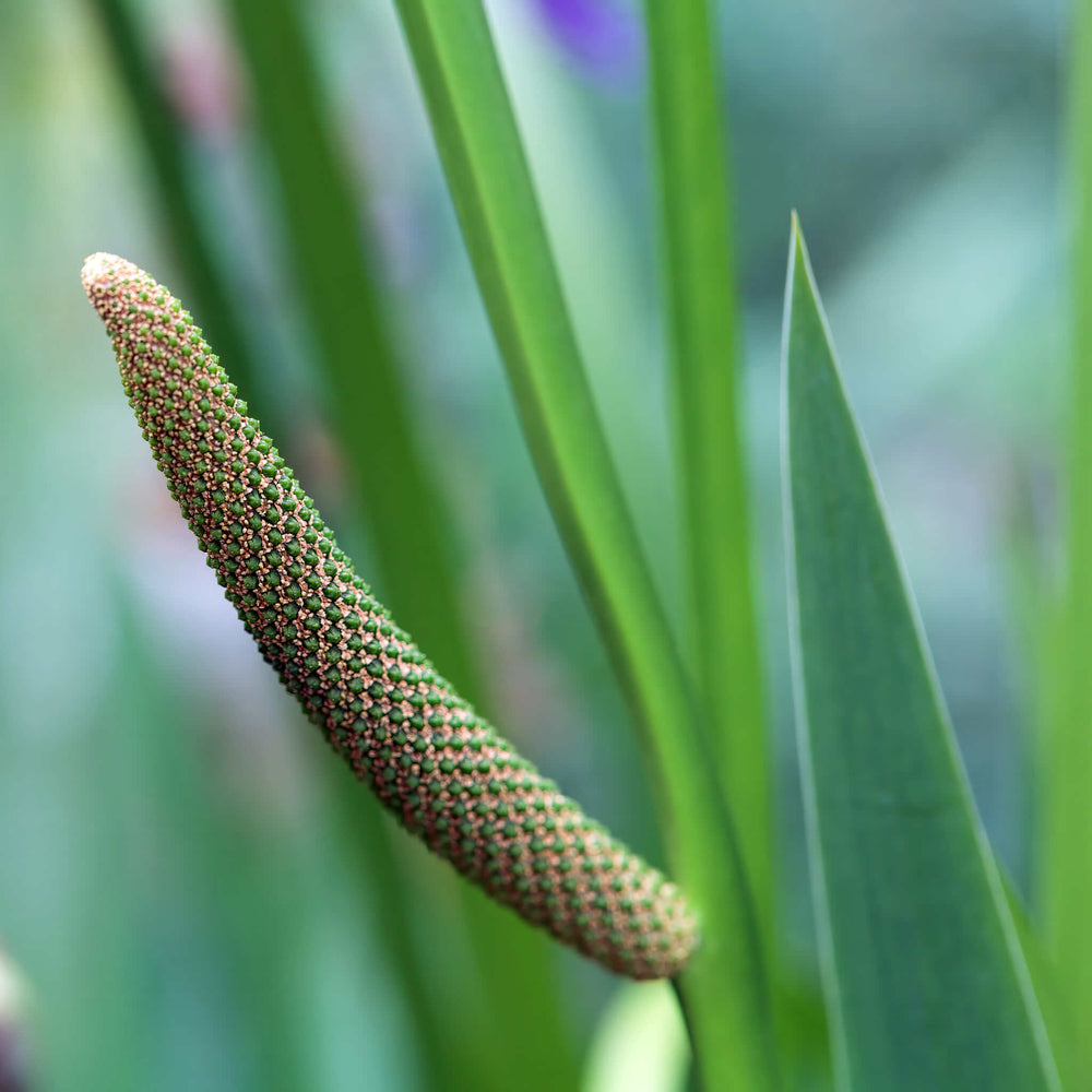 Semences - Acore d'Amérique