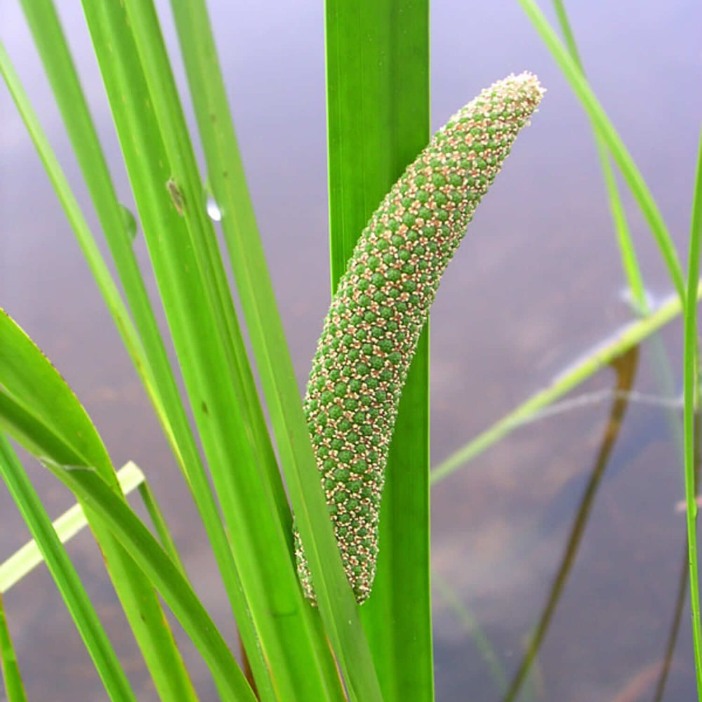 
                  
                    Semences - Acore d'Amérique
                  
                