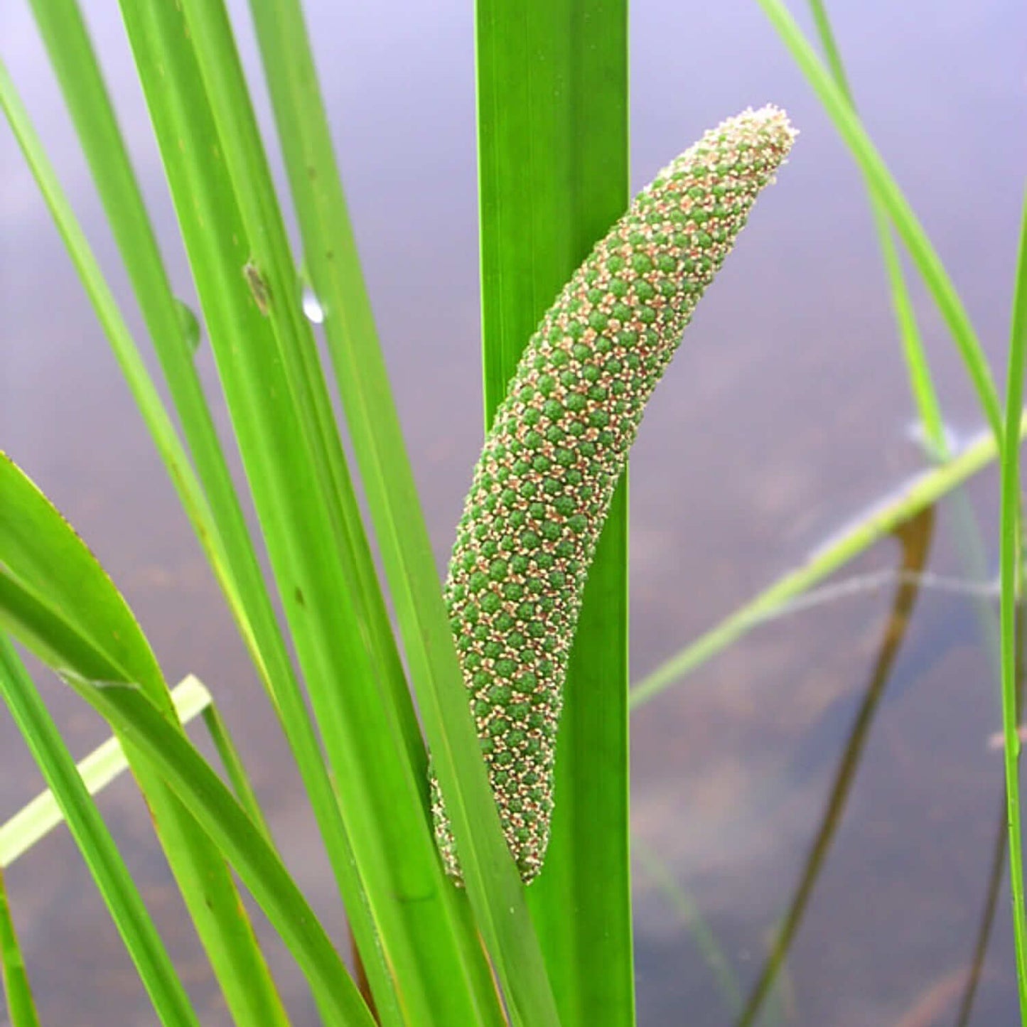 
                  
                    Semences - Acore d'Amérique
                  
                