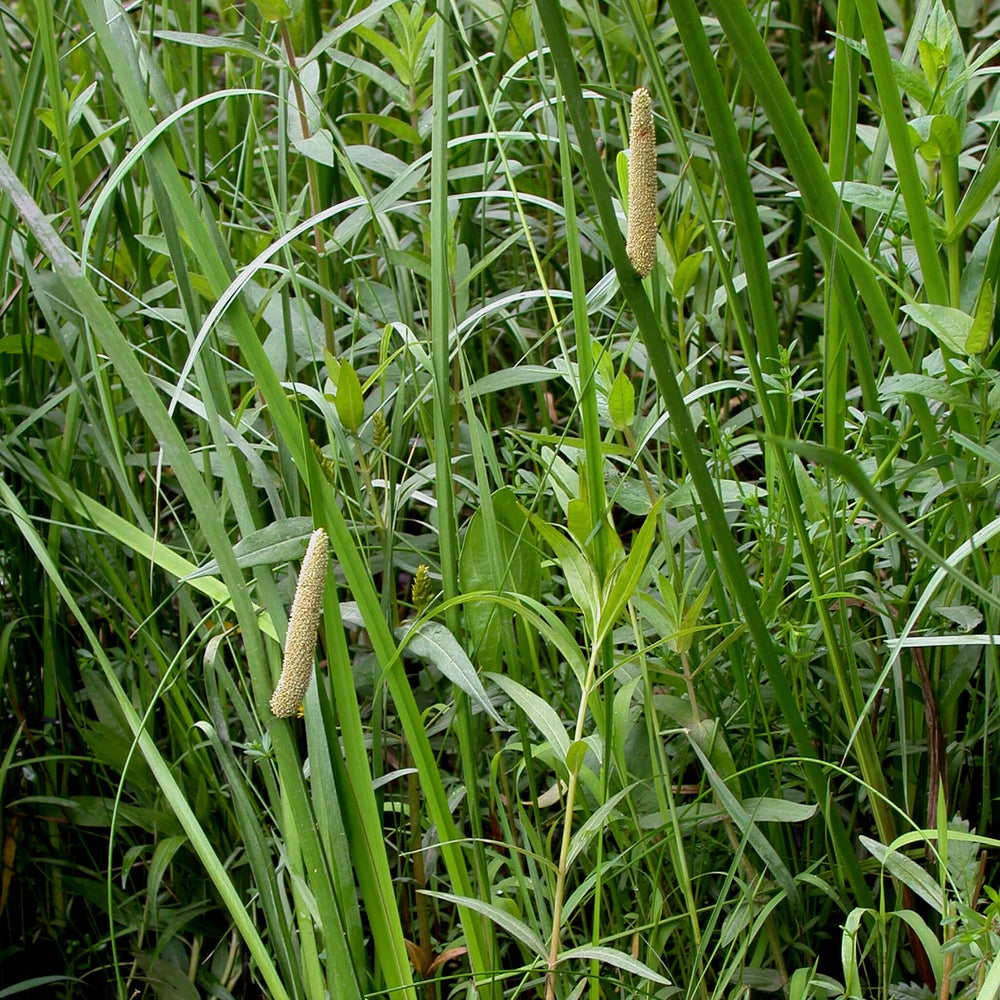 
                  
                    Semences - Acore d'Amérique
                  
                