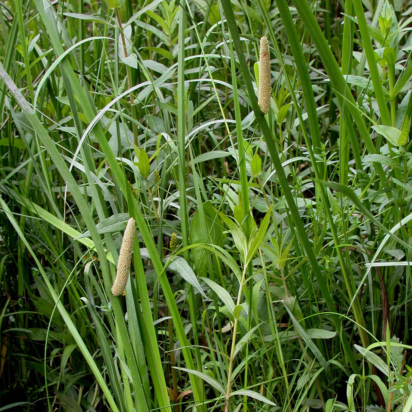 
                  
                    Semences - Acore d'Amérique
                  
                