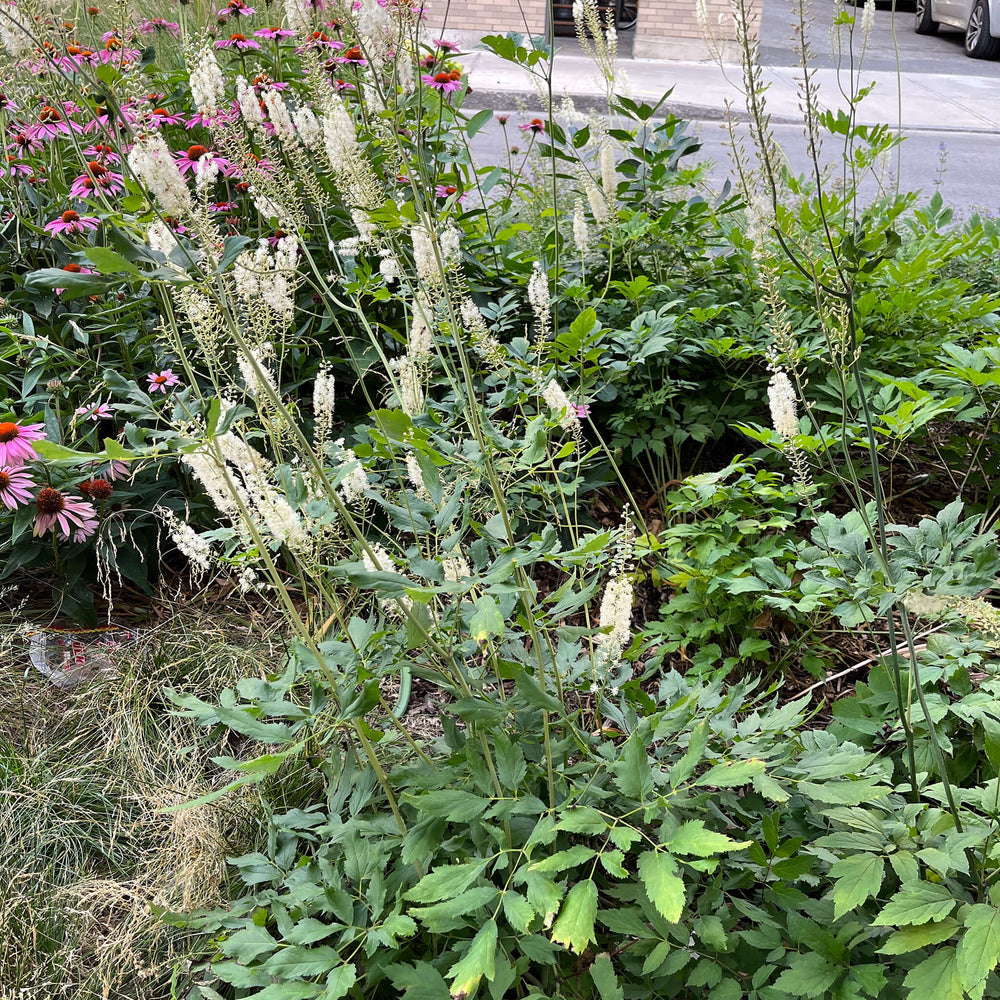 
                  
                    Seeds - Black Cohosh
                  
                