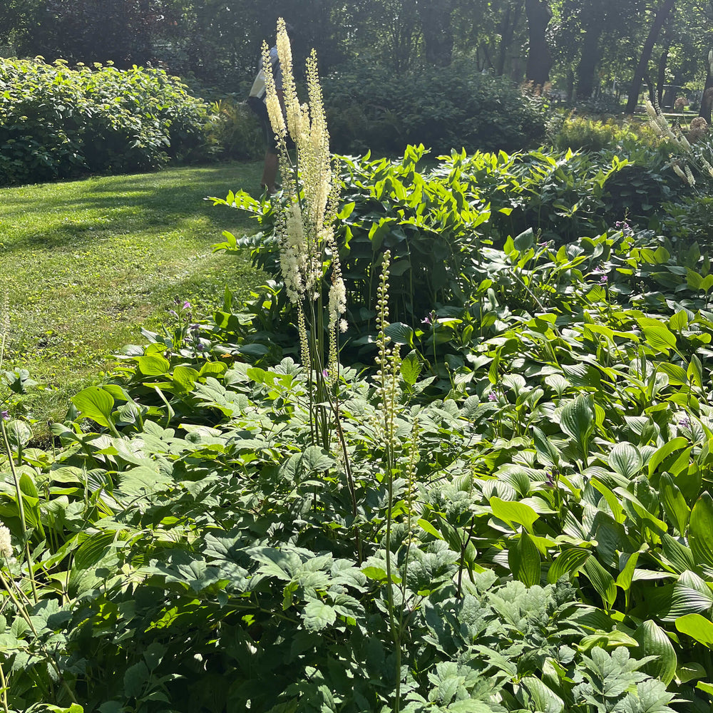 
                  
                    Seeds - Black Cohosh
                  
                