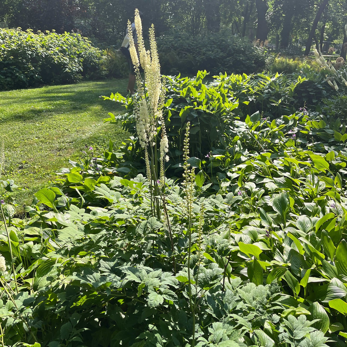 
                  
                    Seeds - Black Cohosh
                  
                