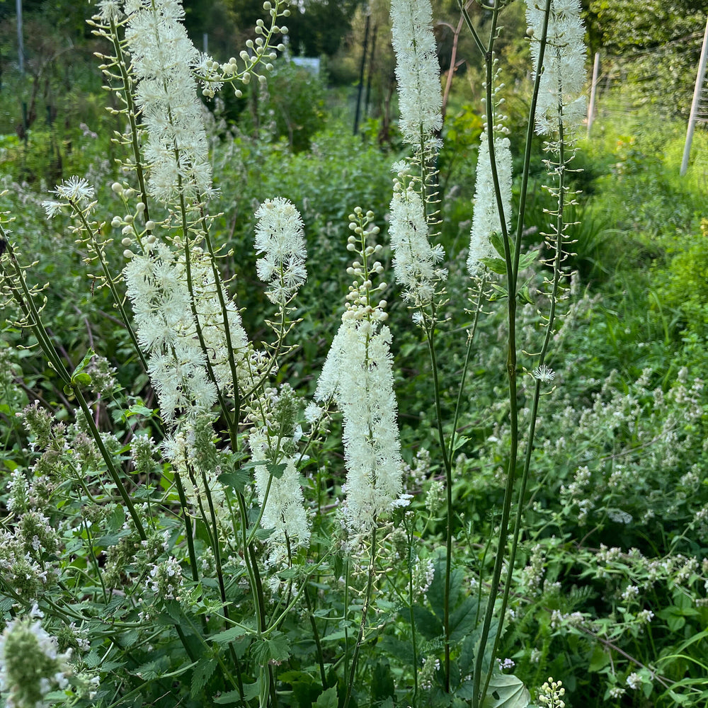 
                  
                    Seeds - Black Cohosh
                  
                