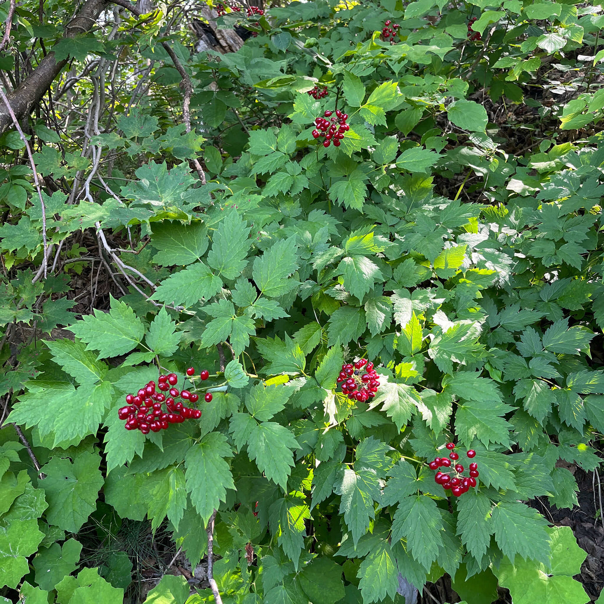 Seeds - Red Baneberry - Actaea rubra
