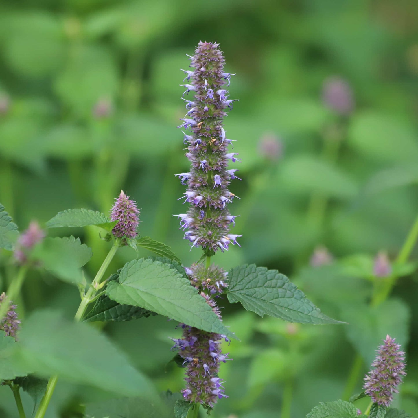 
                  
                    Semences - Agastache fenouil
                  
                