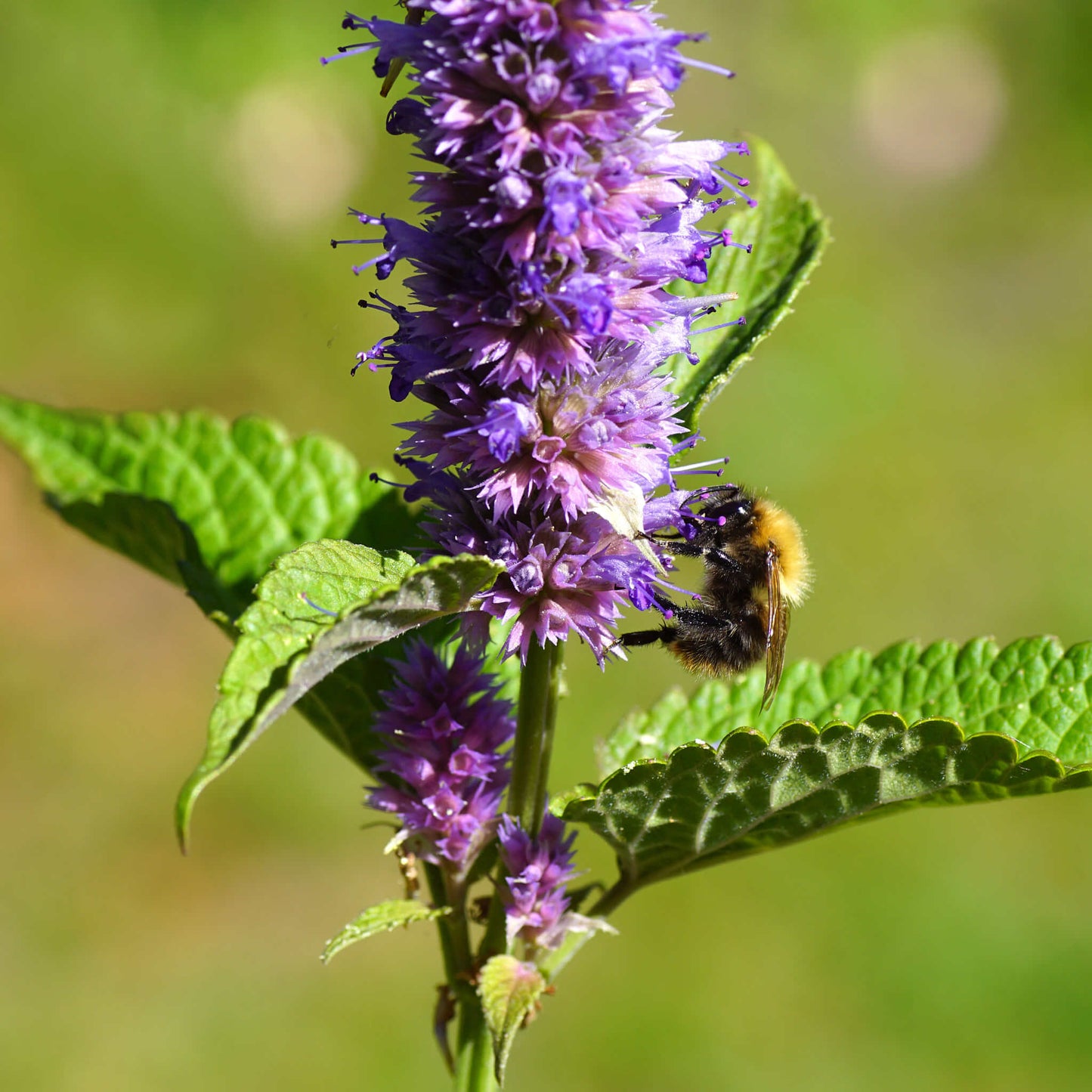 
                  
                    Semences - Agastache fenouil
                  
                
