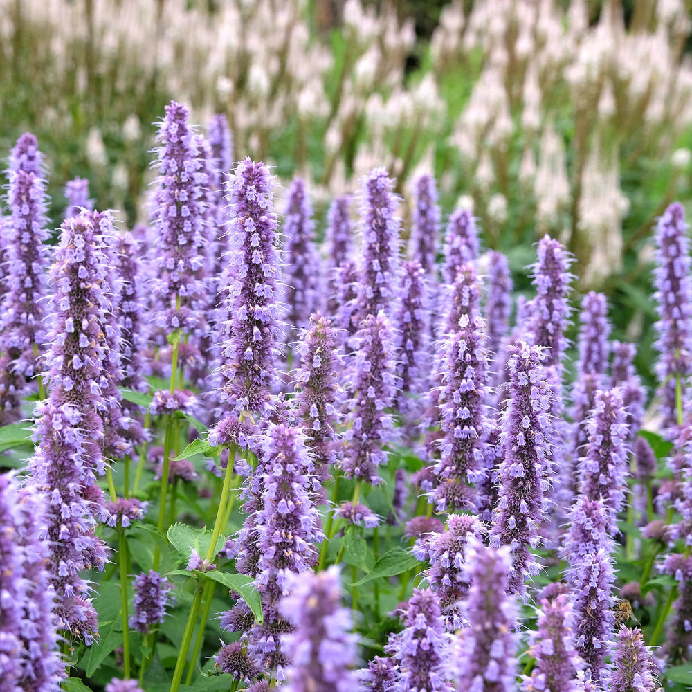 Semences - Agastache fenouil