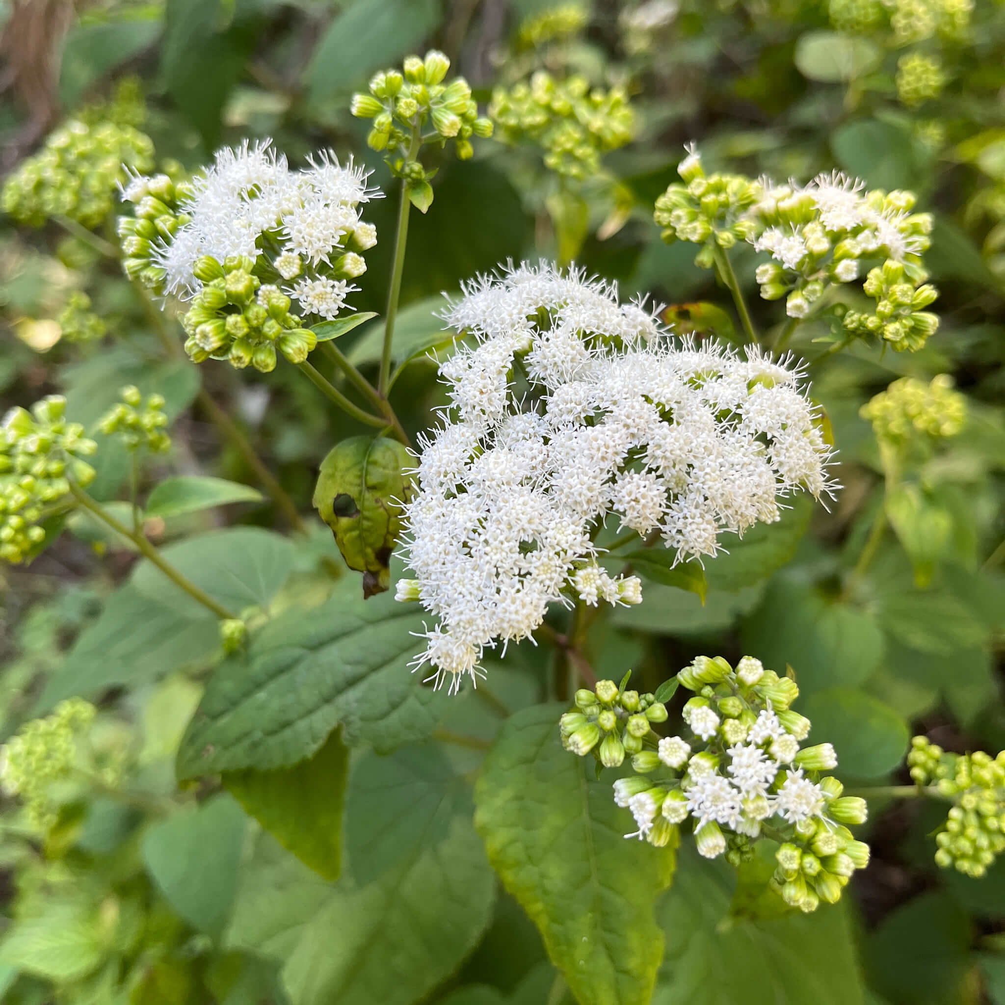 ageratina altissima medicinal uses Common White Snakeroot Seeds