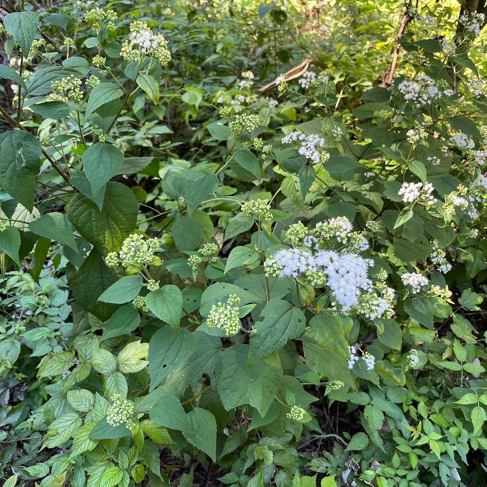 ageratina altissima uses Common White Snakeroot Seeds