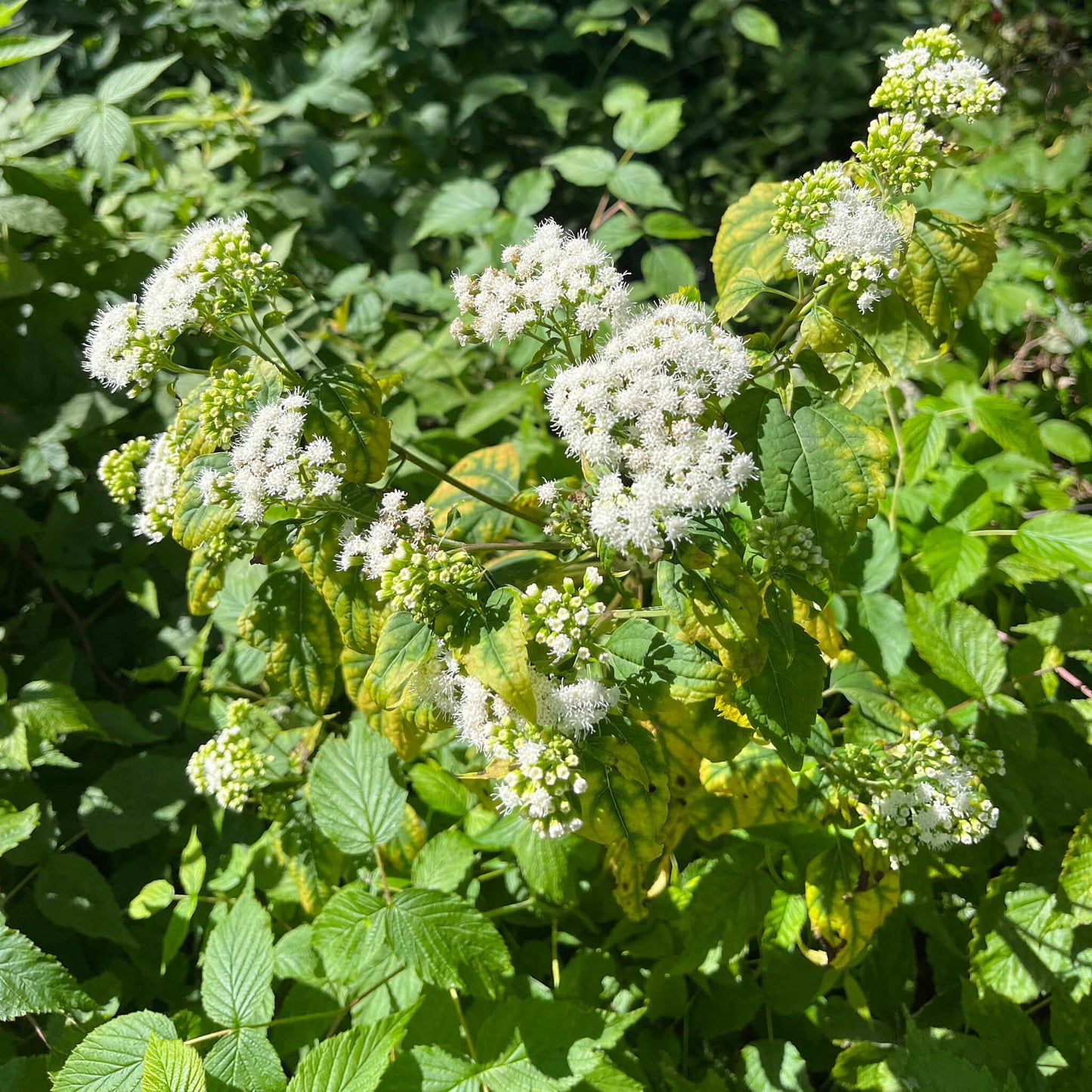 
                  
                    Seeds - Common White Snakeroot
                  
                