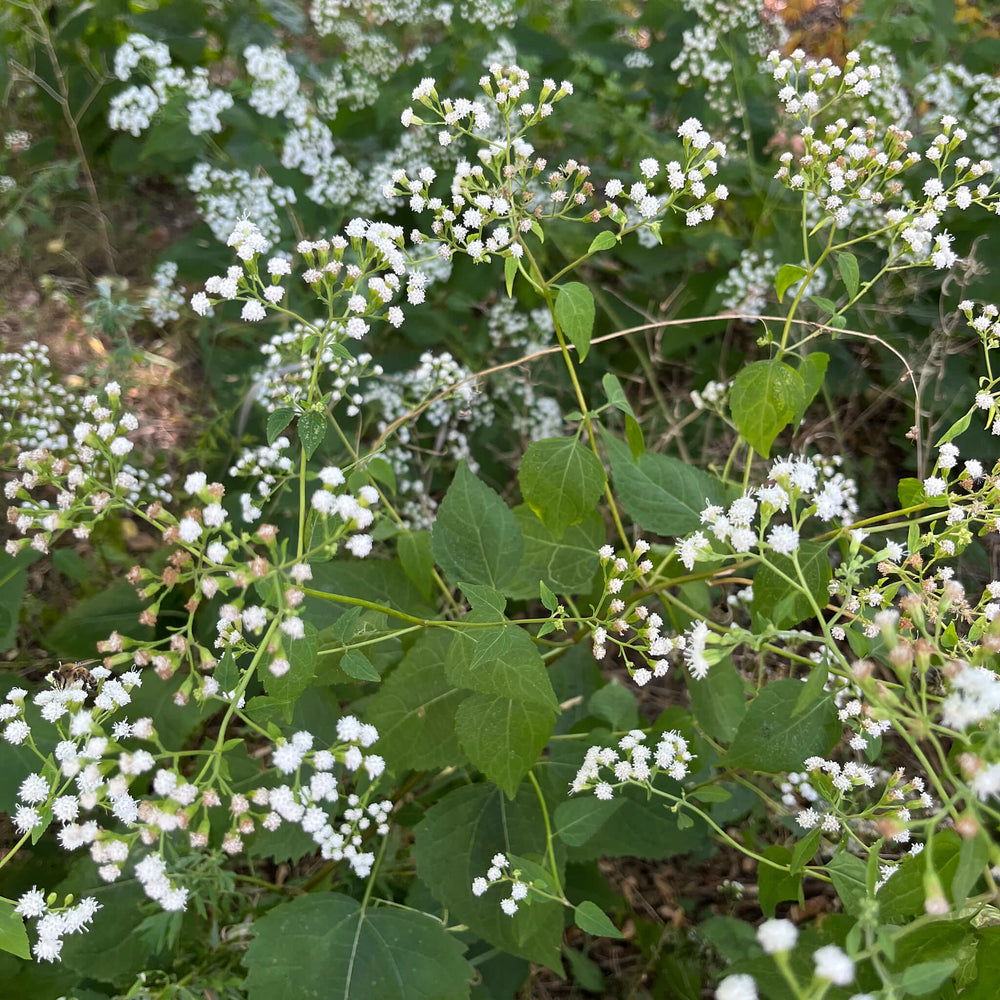 
                  
                    Seeds - Common White Snakeroot
                  
                