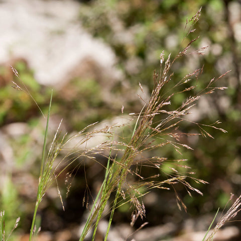 Seeds - Ticklegrass