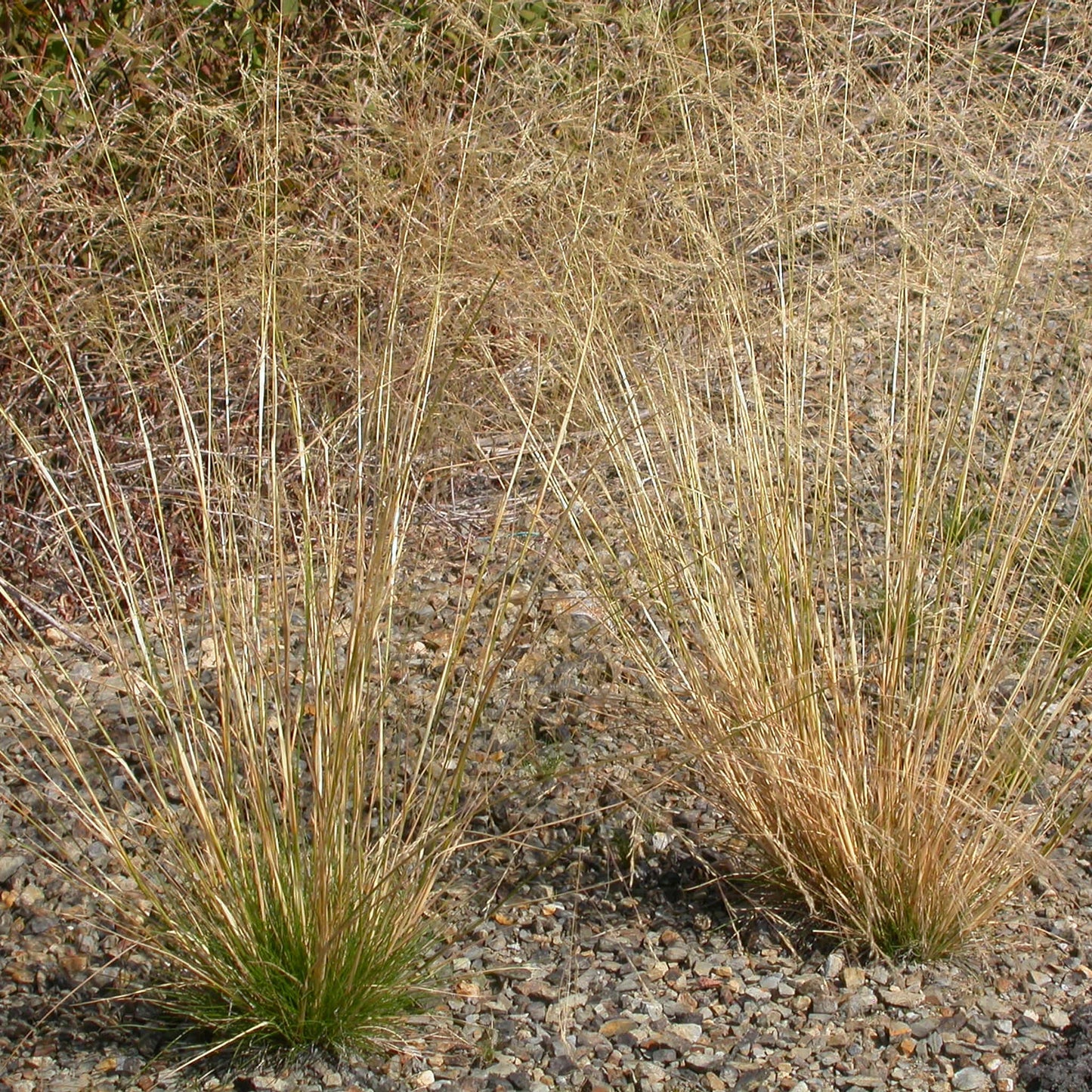 
                  
                    Seeds - Ticklegrass
                  
                