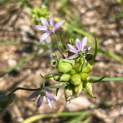 Bulbils - Canada Garlic