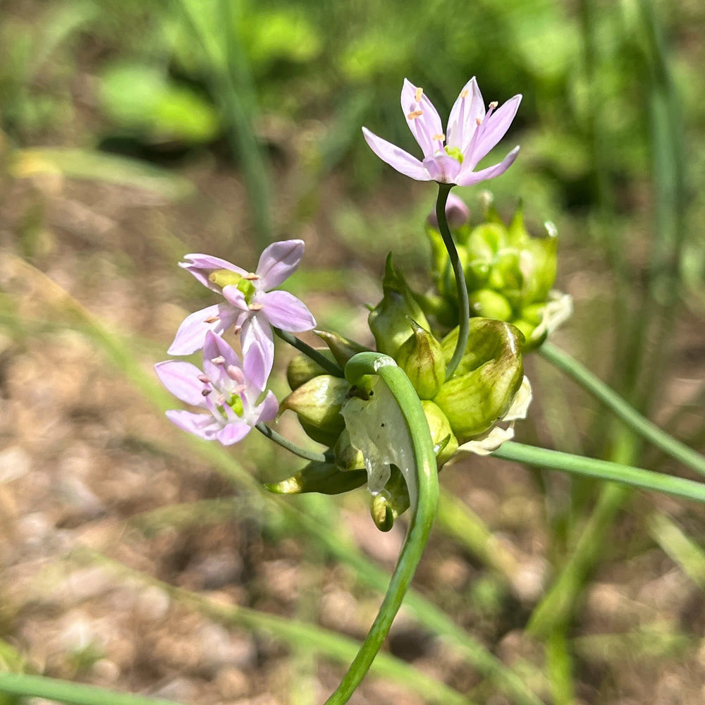 Bulbilles - Ail du Canada