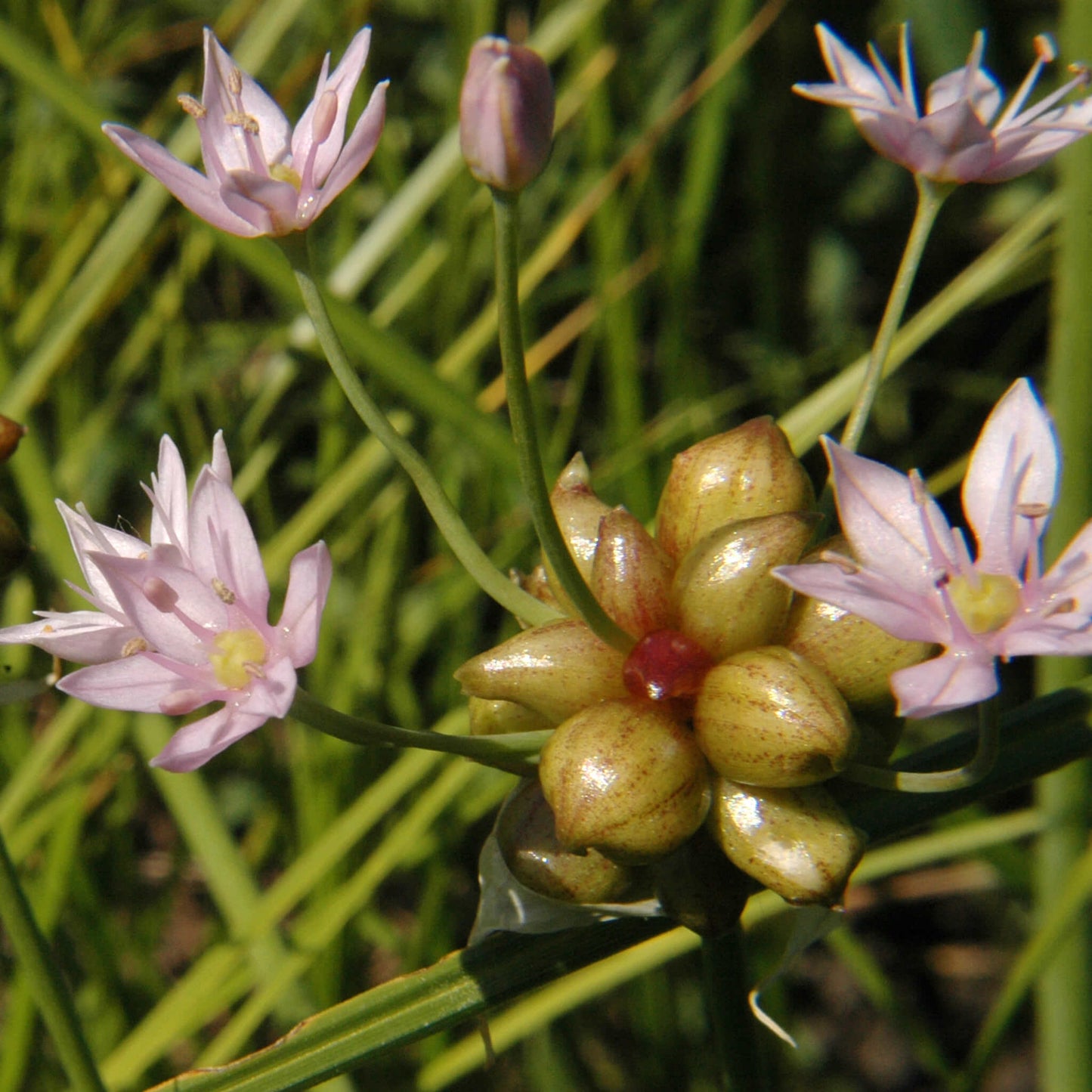 
                  
                    Bulbils - Canada Garlic
                  
                