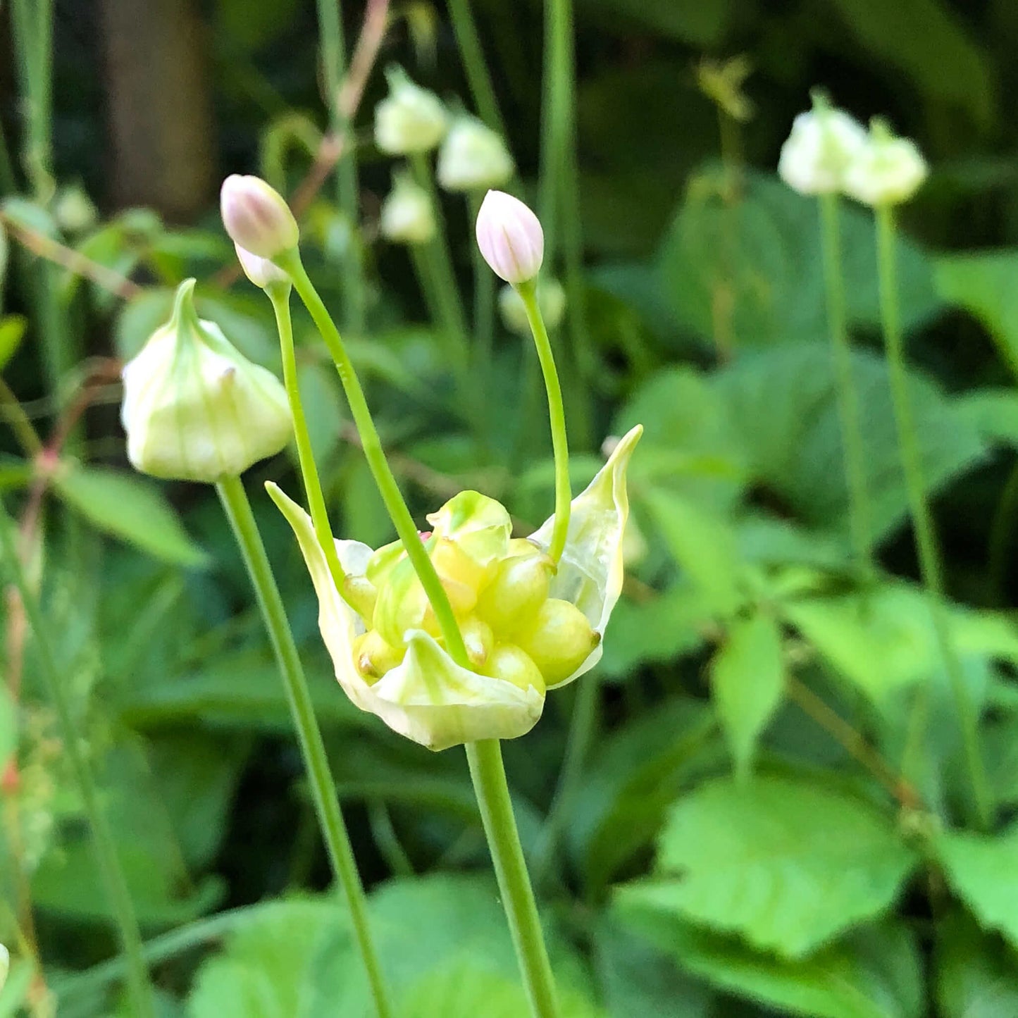
                  
                    Bulbils - Canada Garlic
                  
                