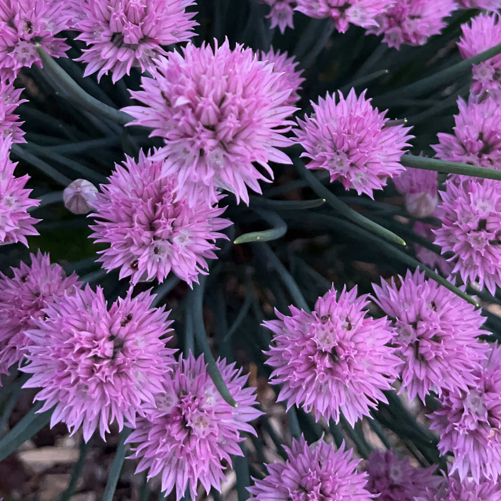 
                  
                    Seeds - Wild Chives
                  
                