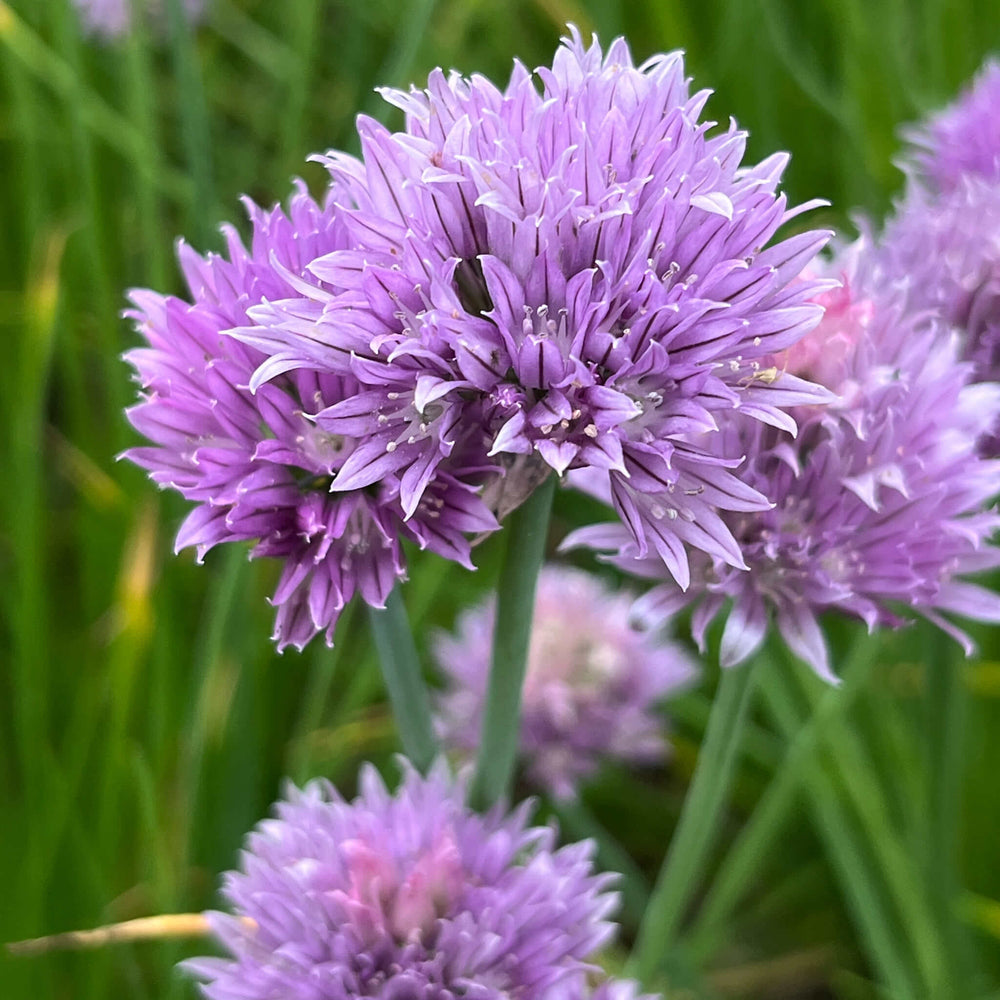 
                  
                    Seeds - Wild Chives
                  
                