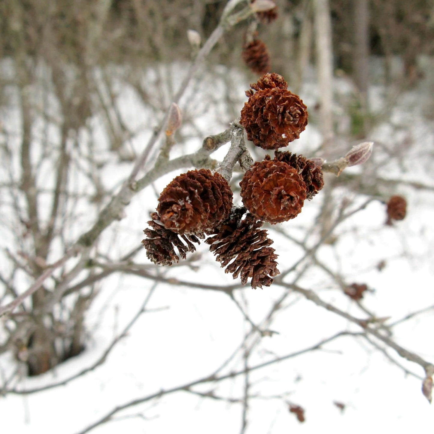 
                  
                    Semences - Aulne rugueux
                  
                