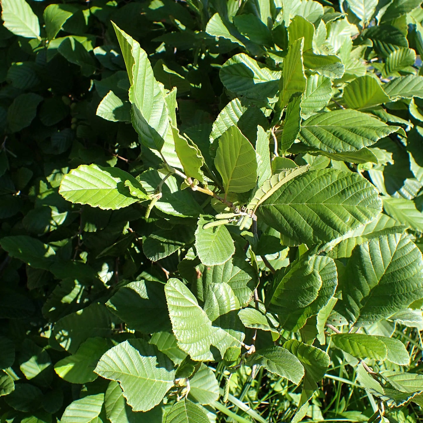 
                  
                    Semences - Aulne rugueux
                  
                