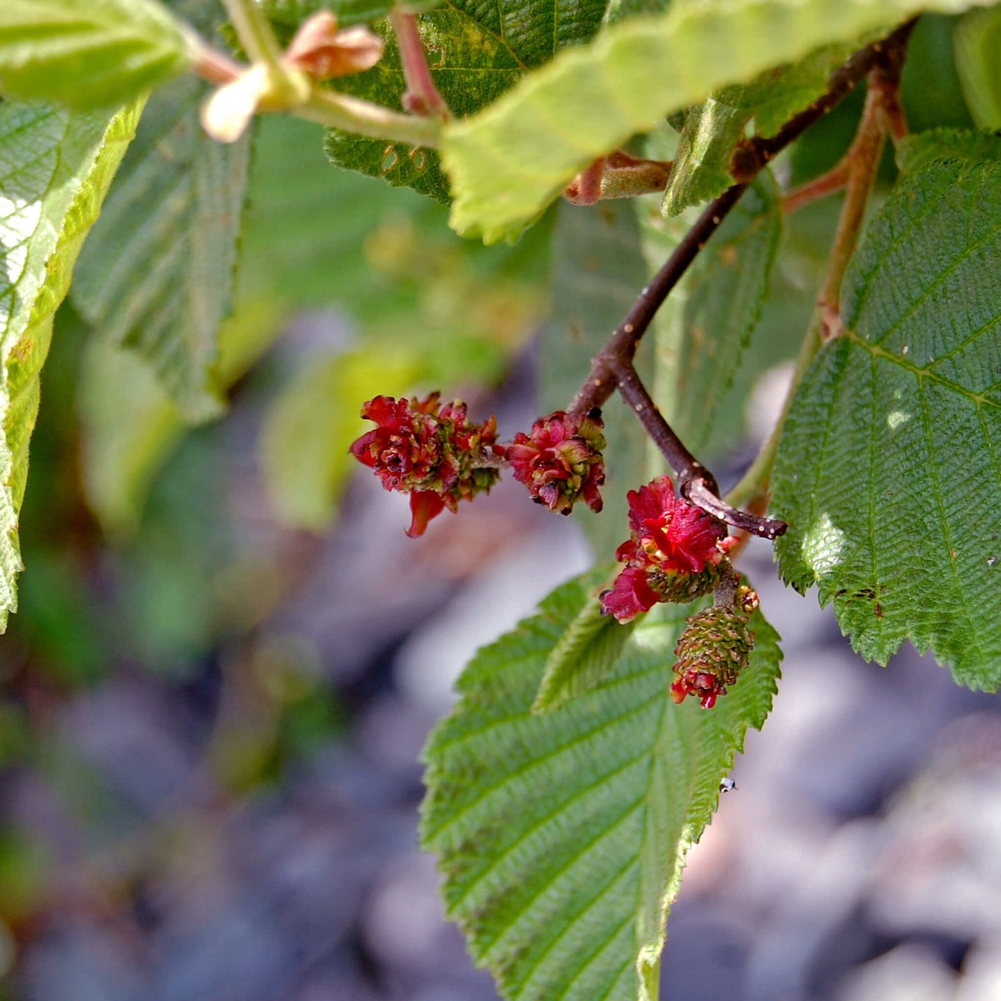 
                  
                    Semences - Aulne rugueux
                  
                