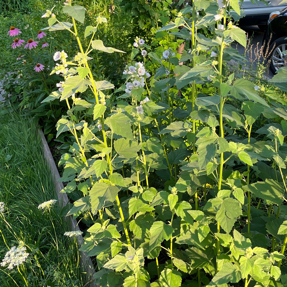 European Marsh-mallow Seeds
