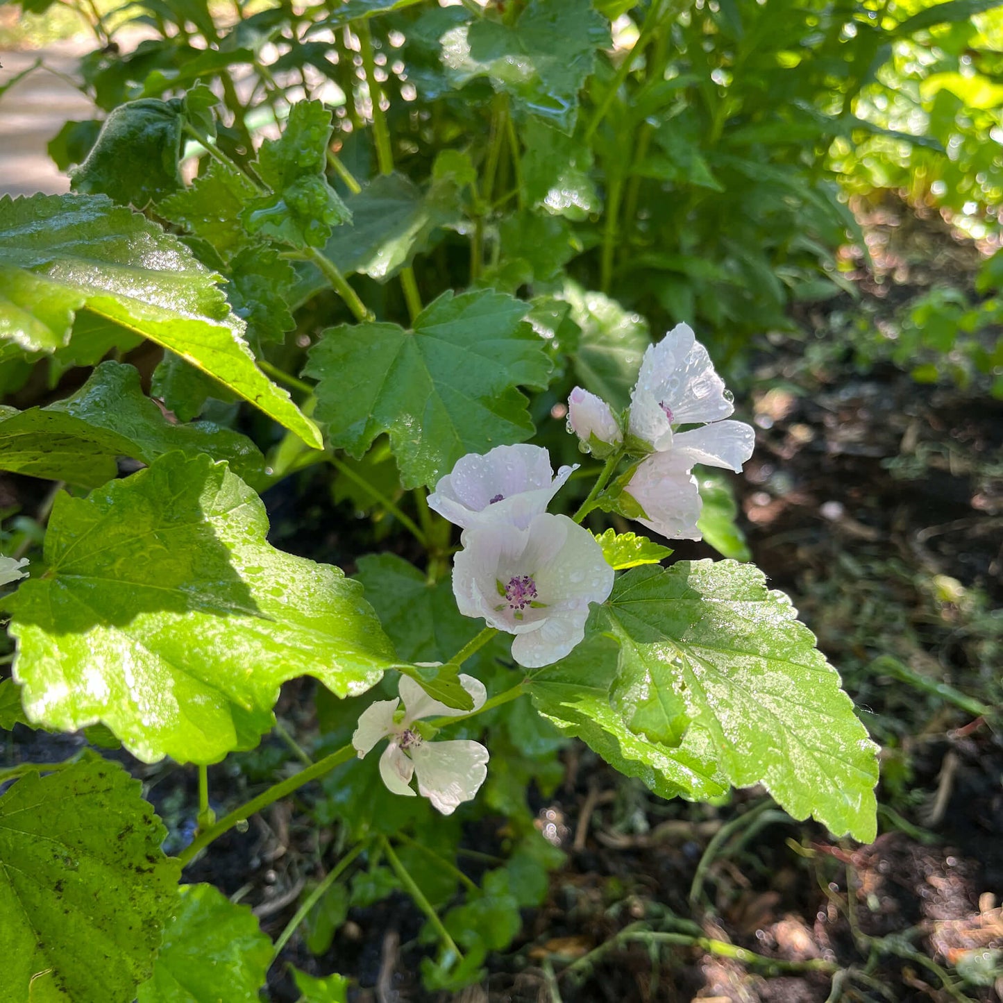 
                  
                    Semences - Guimauve officinale
                  
                