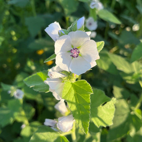 Semences - Guimauve officinale