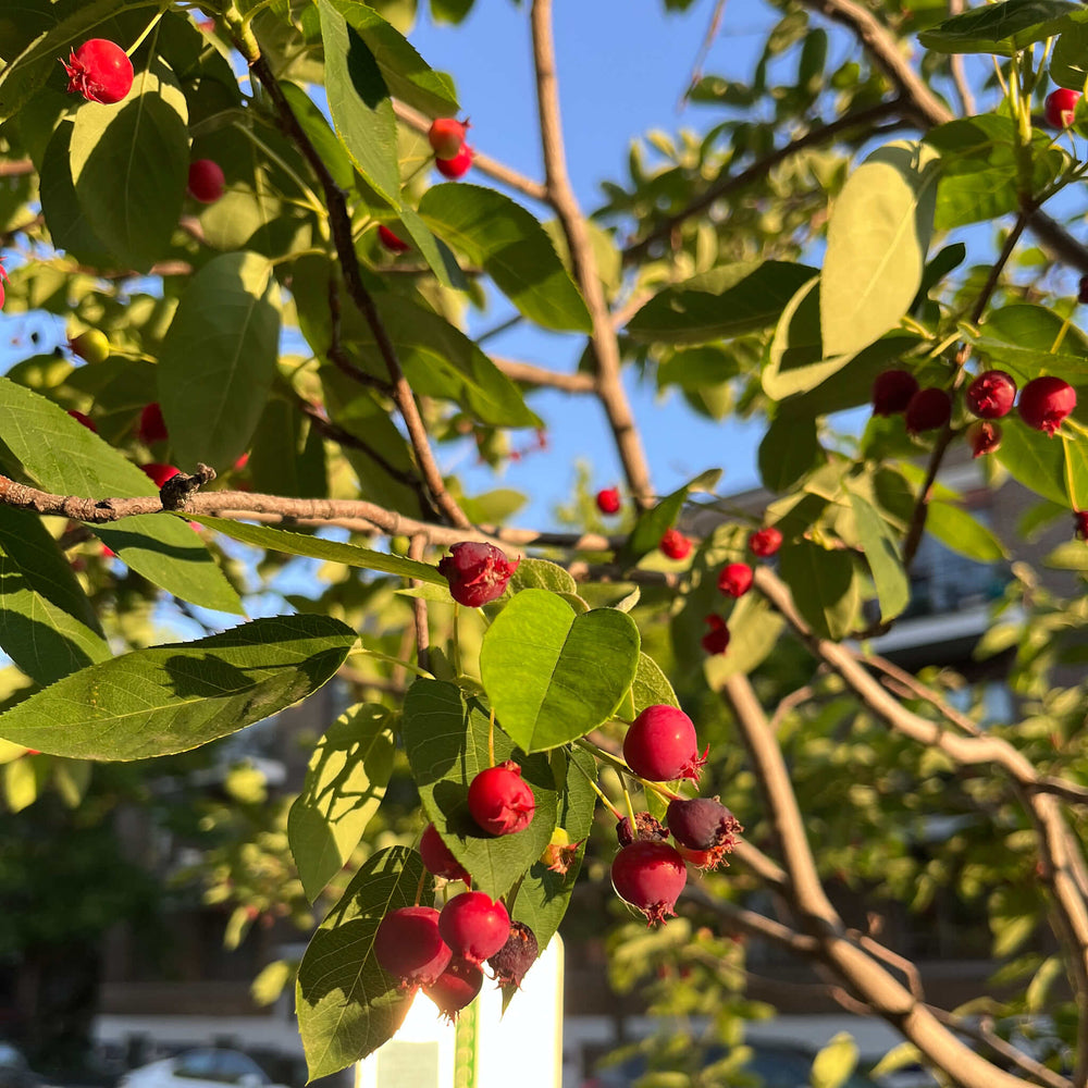 Semences - Amélanchier arborescent