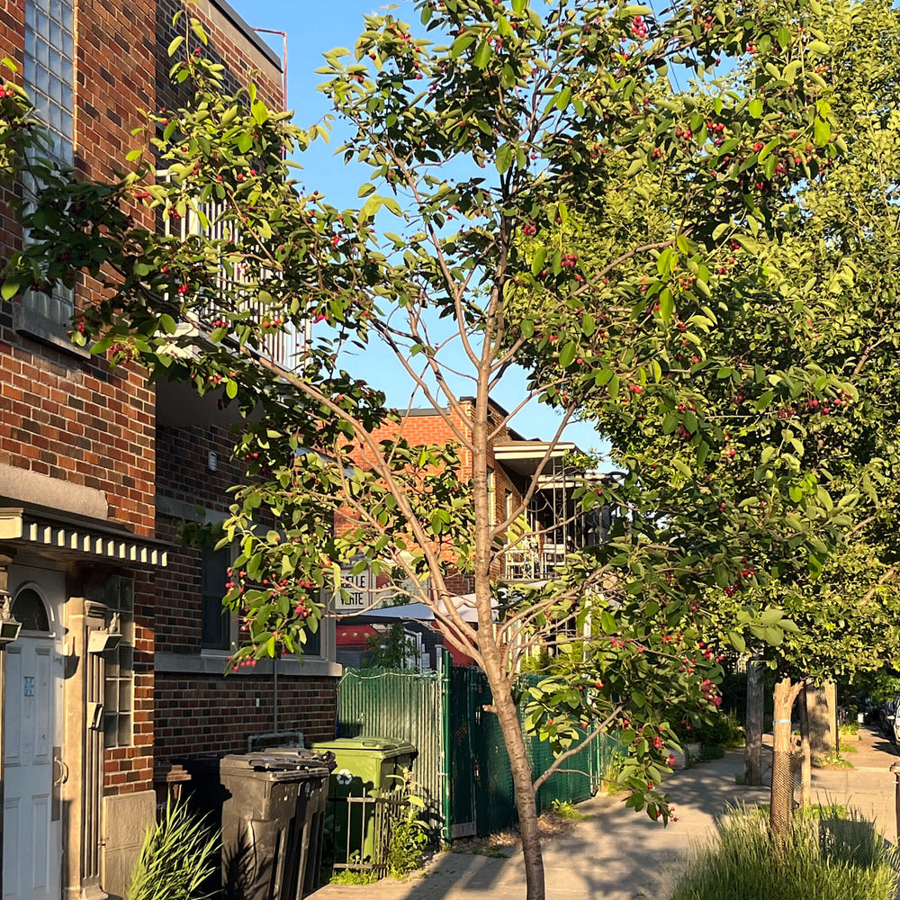 
                  
                    Semences - Amélanchier arborescent
                  
                